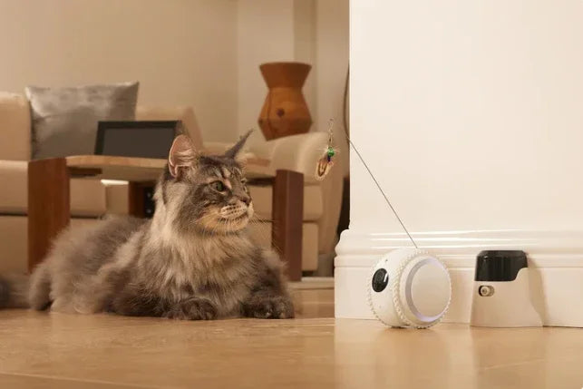 Interactive HD Pet came with Rolling Ball Toy inligent Home monit Featuring las Spot and Pet Movements Pet sounds