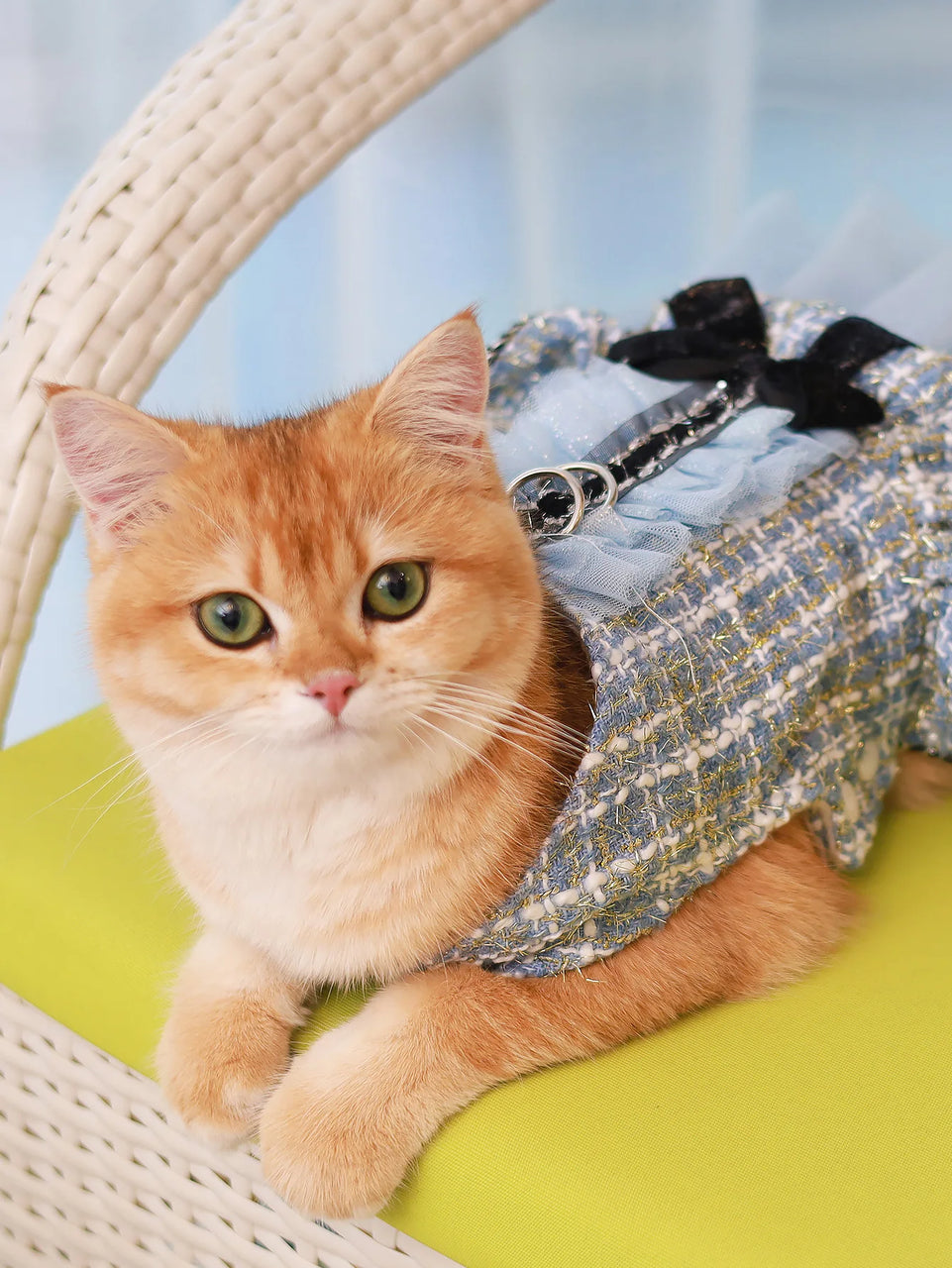 Pet clothing for spring & autumn, teddy bear, Schnauzer, Yorkshire, puppy clothing, dog princess dress, suitable for fashionable